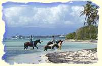 chevaux sur la plage